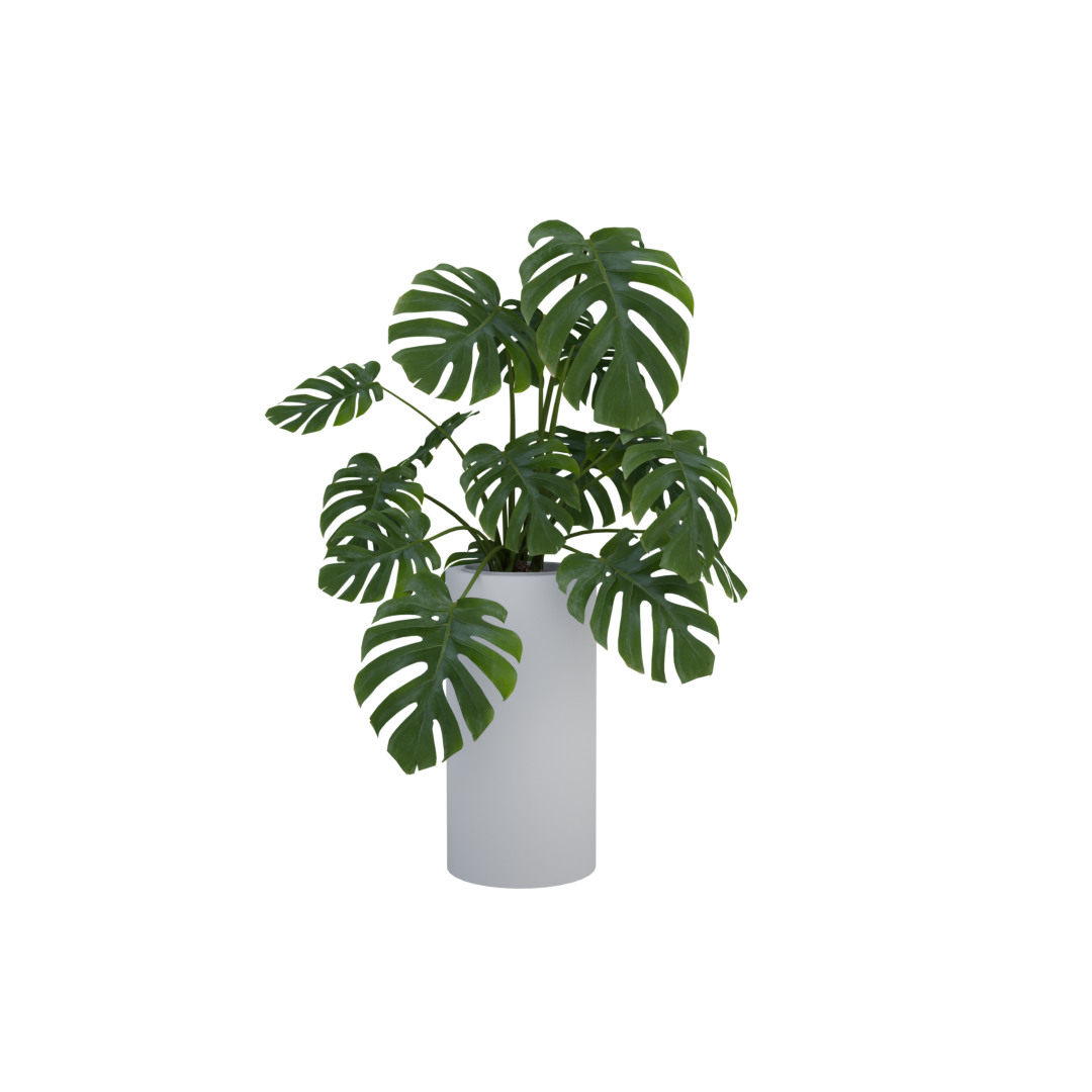 Monstera